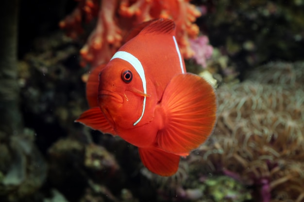 belo peixe marinho da Indonésia em coral tropical