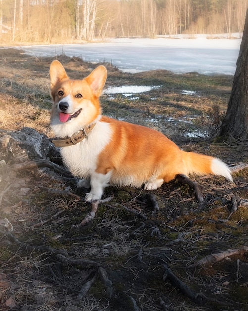 Foto belo pembroke de corgi de galês vermelho no fundo de um lago florestal em dia ensolarado