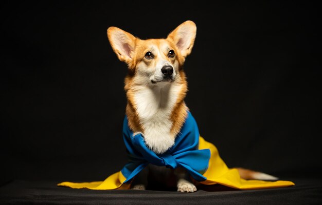 Belo pembroke welsh corgi com bandeira da ucrânia em fundo preto cão ucraniano patriótico protesto pacífico contra a guerra