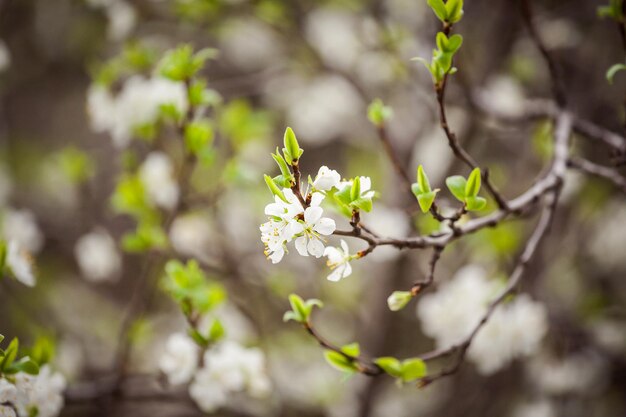 Belo pomar de macieiras florescendo no jardim primavera