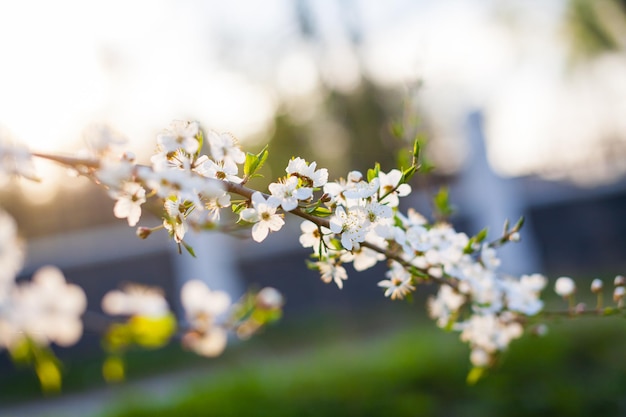 Belo pomar de macieiras florescendo no jardim primavera