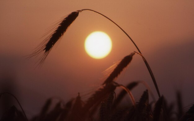 Belo pôr do sol com espigas douradas de trigo