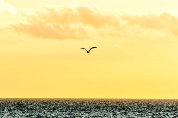 Belo pôr do sol com silhueta de pássaro voando sobre o oceano