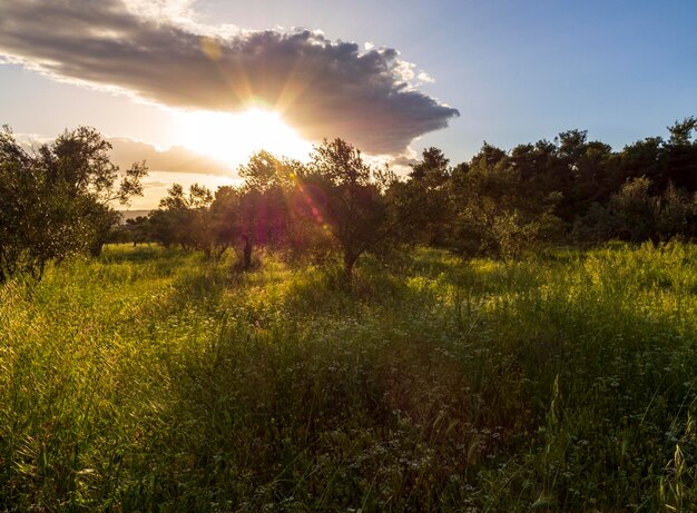 Belo pôr do sol contra o sol no jardim de oliveiras na ilha de Evia, na Grécia