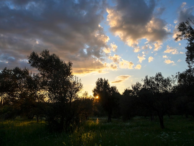 Belo pôr do sol contra o sol no jardim do pomar na ilha de Evia, na Grécia