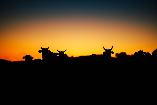 Belo pôr do sol e vacas