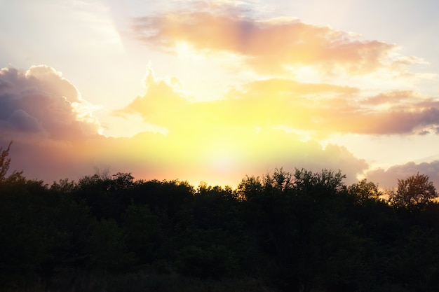 Belo pôr do sol em um fundo de floresta escura