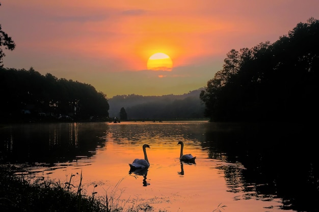 Belo pôr do sol no lago com sombras de dois cisnes e montanhas