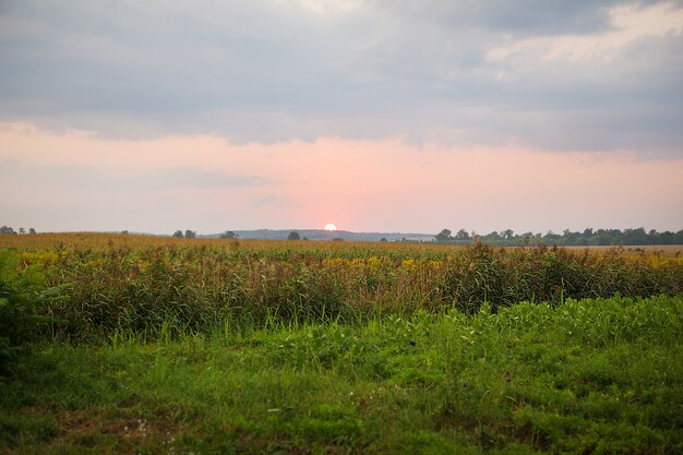 Belo pôr do sol sobre um campo verde agrícola