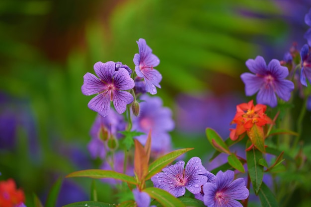 Belo prado Cransbill crescendo em um jardim botânico no verão Prado gerânio florescendo no campo gramado verde na primavera Lindas plantas com flores brotando em um ambiente natural Flora crescente