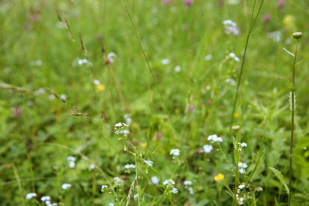 Belo prado de flores silvestres