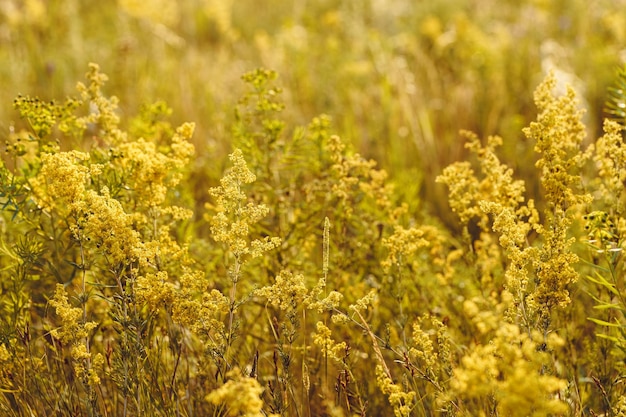 Belo prado grama selvagem na luz solar quente campo de beleza natural com flores amarelas de mimosa