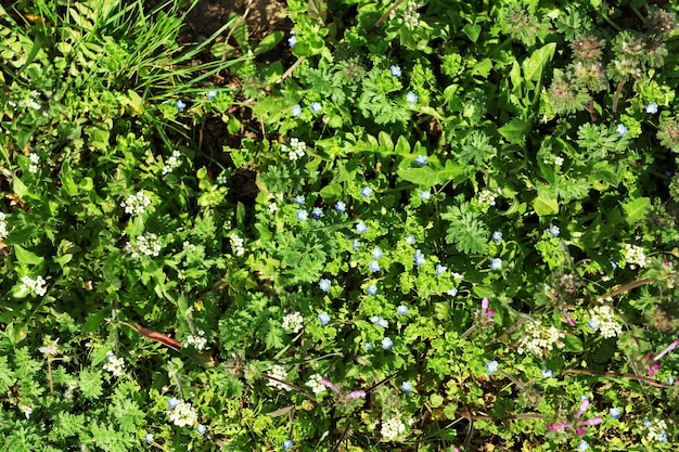 Belo prado verde com flores na primavera