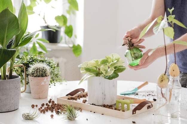 Belo processo de jardinagem doméstica Jovem jardineiro cuida de plantas verdes Modelo