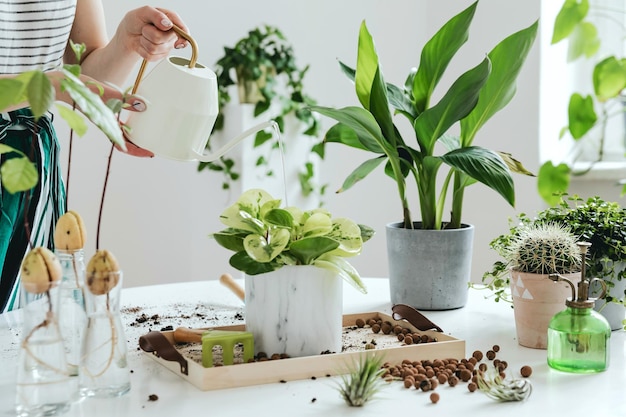 Belo processo de jardinagem em casa As plantas amam o conceito de jardim em casa Modelo