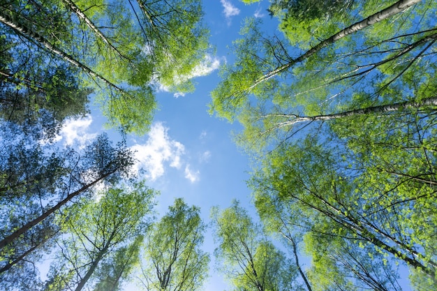 Belo quadro natural de folhagem contra o céu. Copie o espaço.