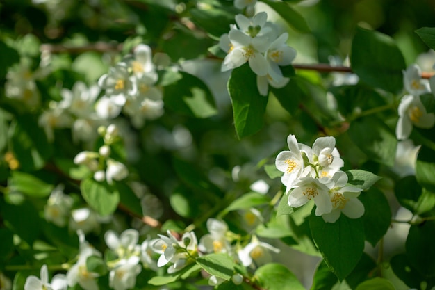 Belo ramo de jasmim florescendo com flores brancas na luz do sol em um dia ensolarado de verão.