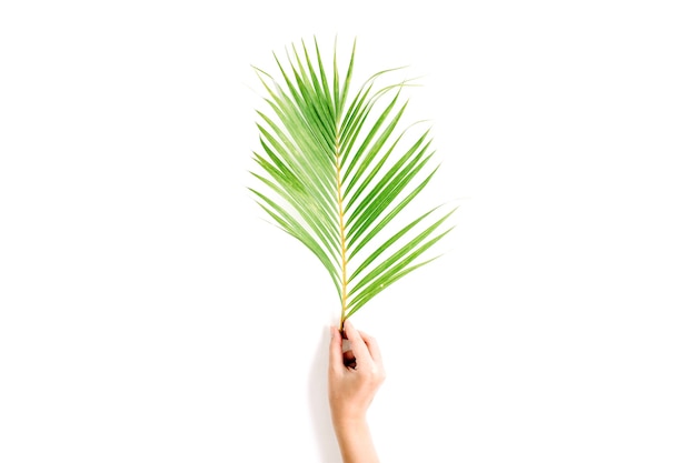 Belo ramo de palmeira na mão de uma menina isolado no branco