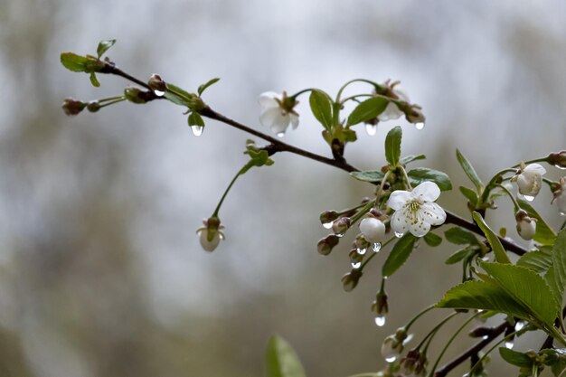 Belo ramo de uma cerejeira em pingos de chuva transparentes