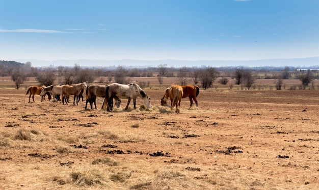 Belo rebanho paisagístico de cavalos castanhos cinzentos brancos puro-sangue pastando