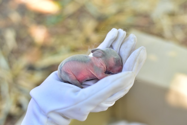 Belo recém nascido bebê coelho na mão