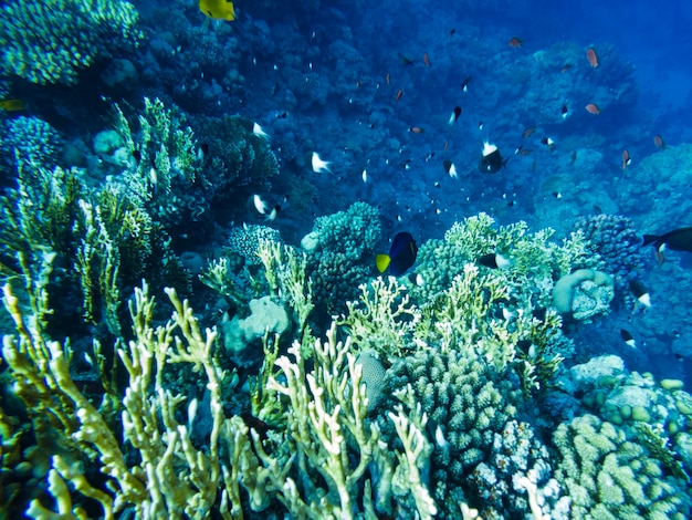 Belo recife de coral colorido no mar vermelho