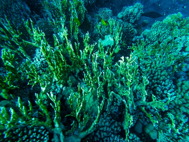 Belo recife de coral colorido no mar vermelho