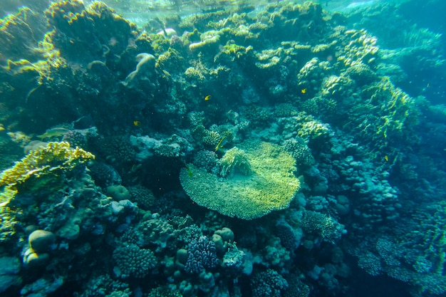 Belo recife de coral colorido no mar vermelho