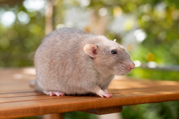 Foto belo retrato de animal de estimação de rato