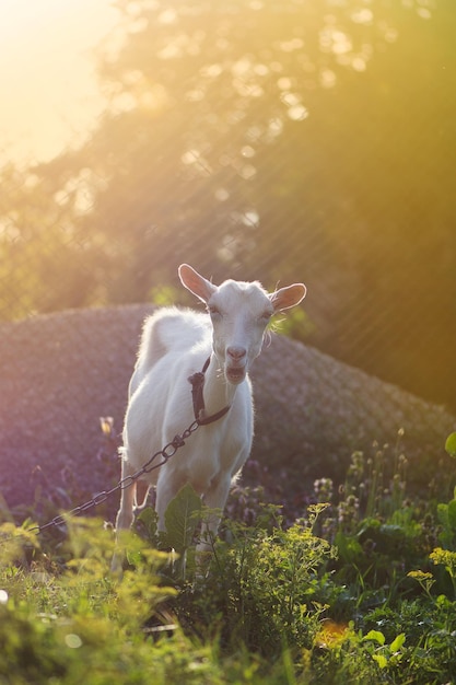 Belo retrato de cabra jovem ao ar livre ao pôr do sol. Herdade de quintal com cabras. Jovem cabra alegre posando nas luzes do sol.