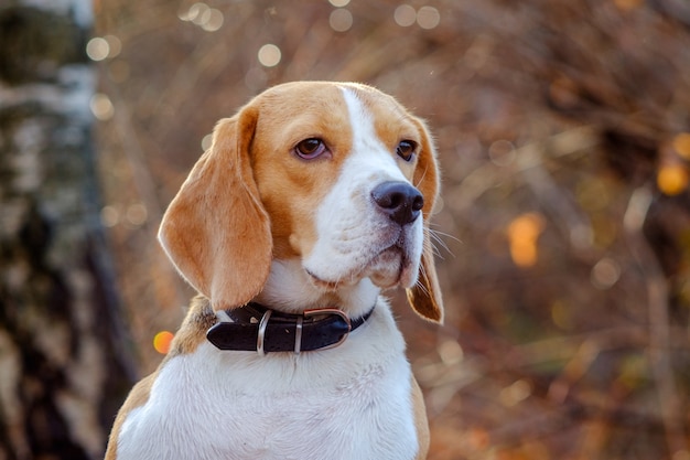 Belo retrato de cachorro Beagle na floresta de outono em dia ensolarado