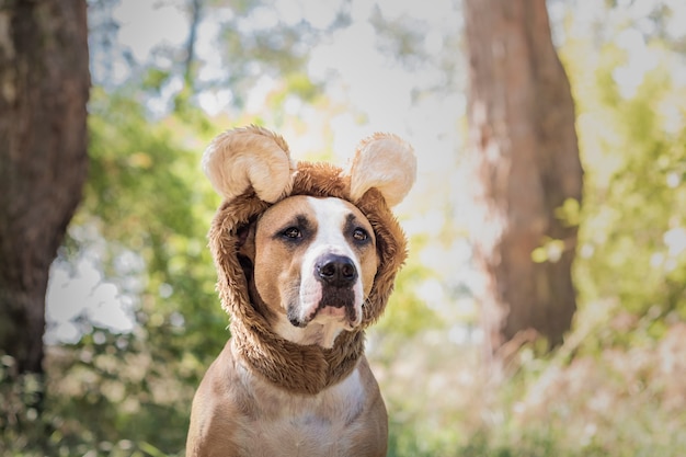 Belo retrato de cachorro com chapéu de urso fotografado ao ar livre. Staffordshire terrier fofo sentado em fantasia de animal selvagem em um prado ensolarado