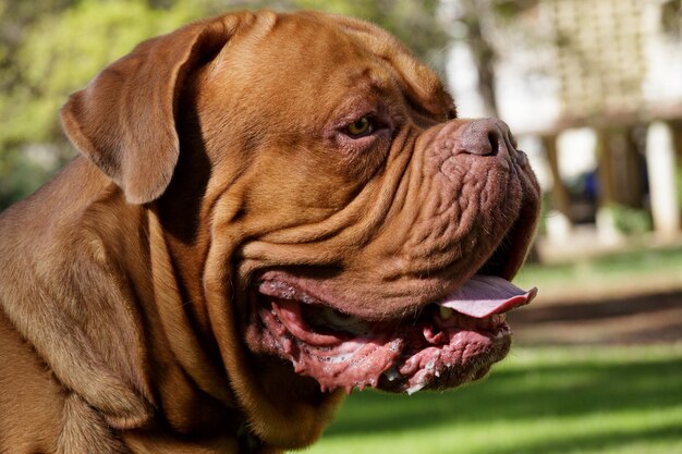 Belo retrato de cachorro em Bordeaux