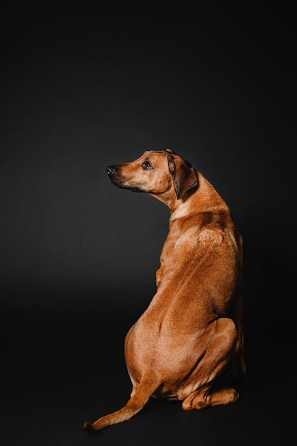 Belo retrato de cachorro Rhodesian Ridgeback em um fundo preto