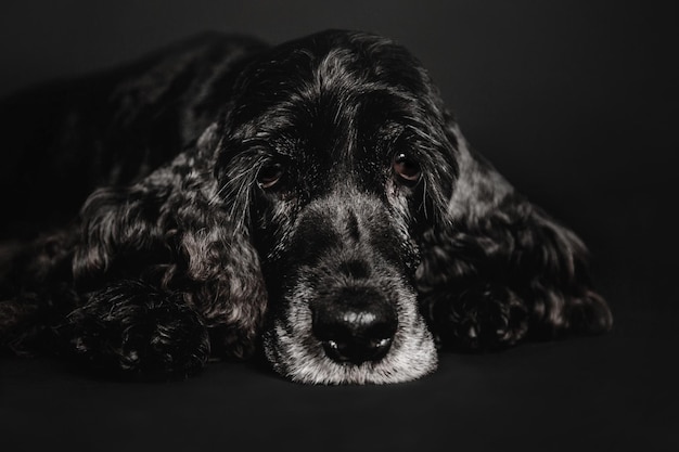 Belo retrato de cachorro spaniel preto de cabelos brancos em fundo preto