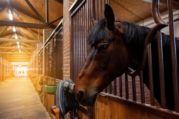 Belo retrato de cavalo em luz quente no estábulo