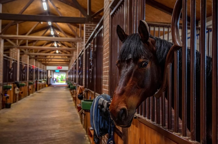 Foto belo retrato de cavalo em luz quente no estábulo