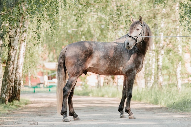 Belo retrato de cavalo em movimento no garanhão. Equino. Interior. Equestre