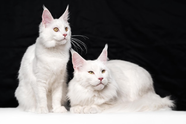 Belo retrato de estúdio de dois gatos florestais americanos em fundo preto e branco um branco d