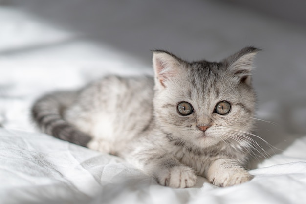 Belo retrato de gatinho escocês hetero no dia internacional do gato de fundo branco