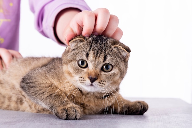 Belo retrato de gato malhado de prata scottish fold com seu proprietário