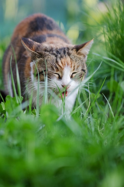 Belo retrato de gato na grama verde na natureza Gatinho sentado em flores