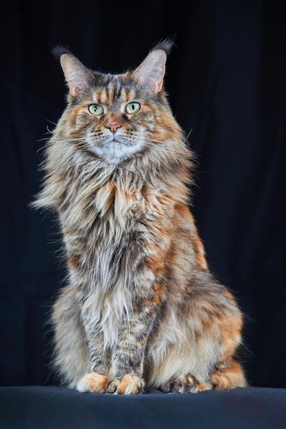 Belo retrato de Maine Coon Cat Studio com fundo escuro