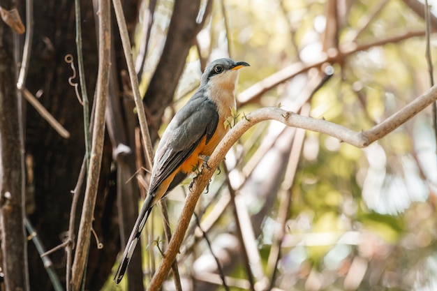 Belo retrato de pássaro cuco de mangue da reserva natural em humacao puerto rico