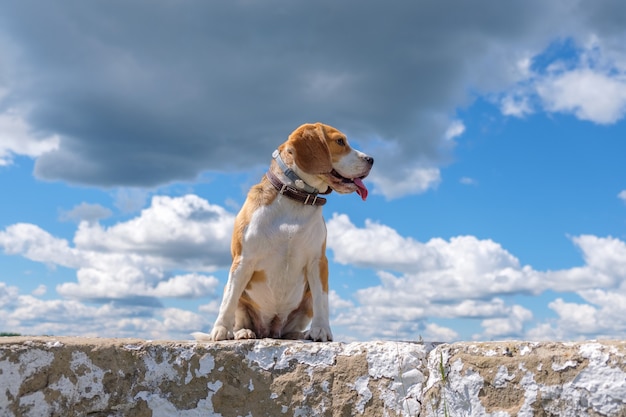 Foto belo retrato de um cachorro beagle em um fundo de céu azul e nuvens cumulus brancas