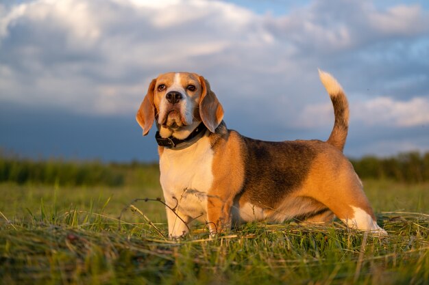 Belo retrato de um cachorro beagle em uma caminhada em uma noite de verão