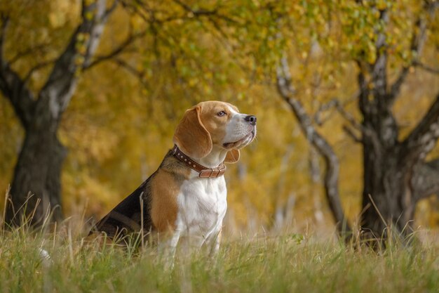 Belo retrato de um cachorro beagle no outono park com folhagem amarela brilhante