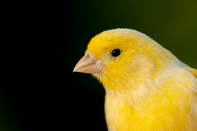 Belo retrato de um canário amarelo