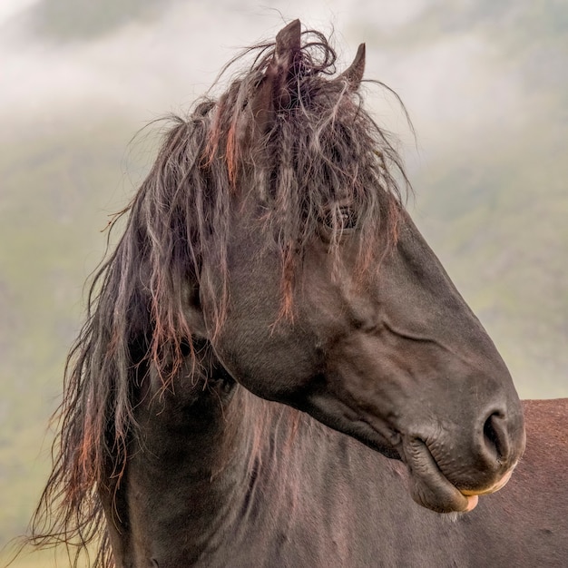 Belo retrato de um cavalo castanho com cabelo desgrenhado Â No fundo, nuvens e uma montanha