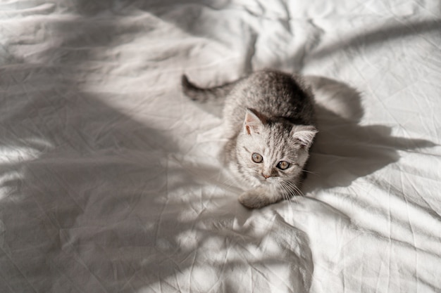 Belo retrato de um gatinho escocês hetero no dia internacional do gato de fundo branco